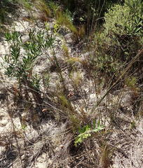 Hellmuthia membranacea