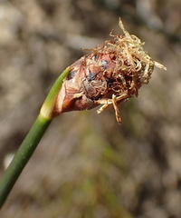 Hellmuthia membranacea