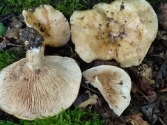 Lactarius acerrimus