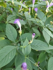 Strobilanthes formosana