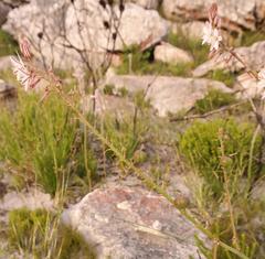 Trachyandra tabularis