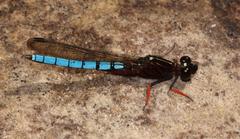 Platycypha caligata caligata