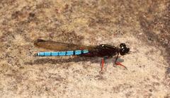 Platycypha caligata caligata