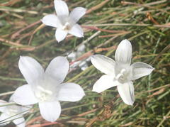 Prismatocarpus campanuloides