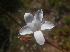 Prismatocarpus campanuloides