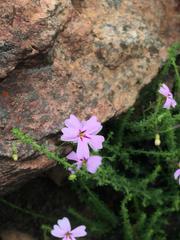 Jamesbrittenia aspalathoides