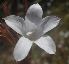 Prismatocarpus campanuloides