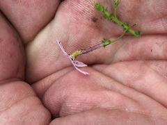 Jamesbrittenia aspalathoides