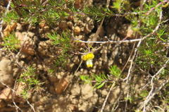 Aspalathus bracteata