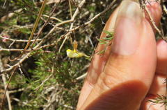 Aspalathus bracteata