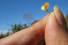 Aspalathus bracteata