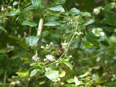 Clematis vitalba
