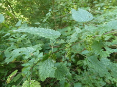 Urtica dioica