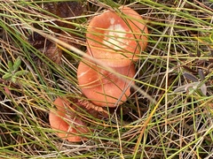 Russula lepida