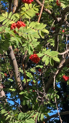 Sorbus