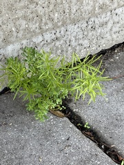 Asparagus densiflorus