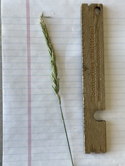 Elymus × pseudorepens