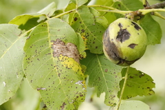 Ophiognomonia leptostyla