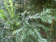Taxus baccata