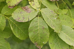 Ophiognomonia leptostyla