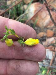 Hermannia aff-denudata