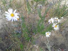 Athrixia heterophylla heterophylla