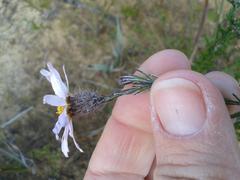 Athrixia heterophylla heterophylla