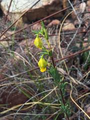 Hermannia aff-denudata