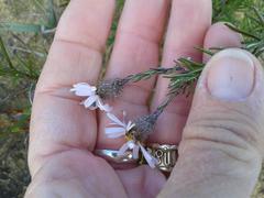 Athrixia heterophylla heterophylla