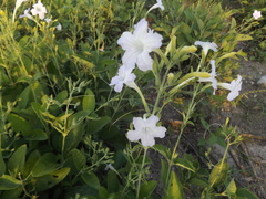 Ruellia occidentalis