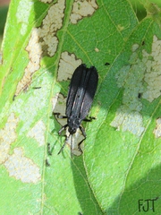 Xenochalepus maculicollis
