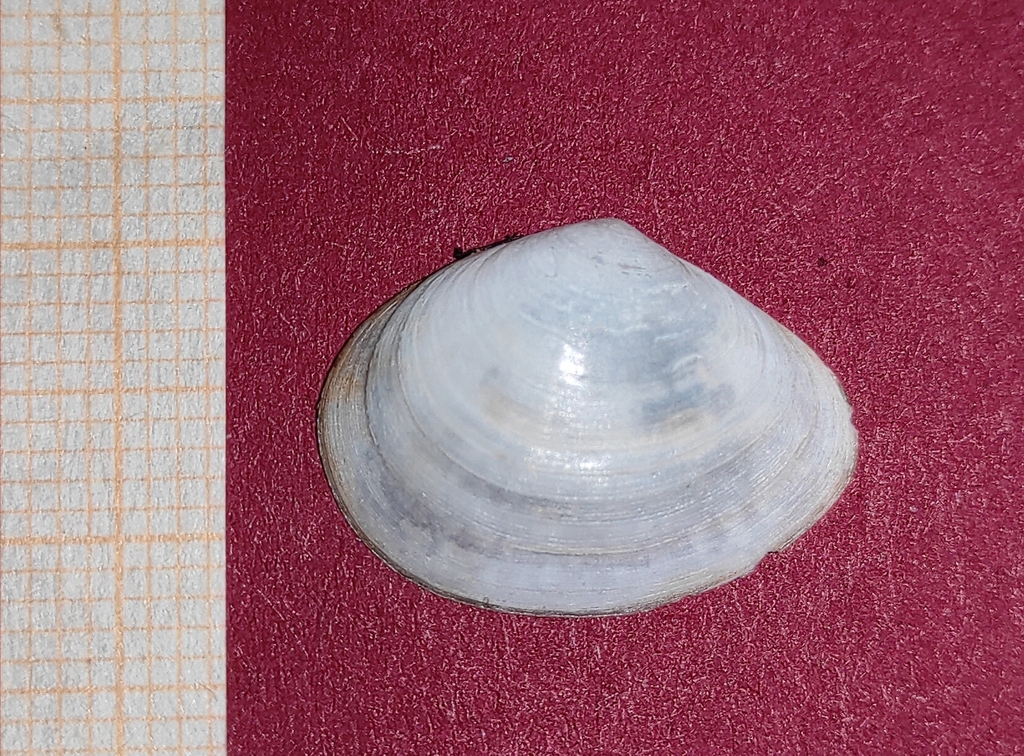 White Furrow-shell