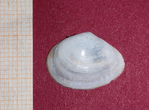 Representative image of Abra alba