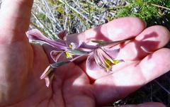 Gladiolus virescens