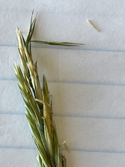 Elymus × pseudorepens