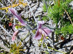 Gladiolus virescens