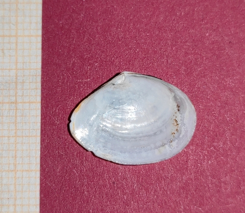 White Furrow-shell