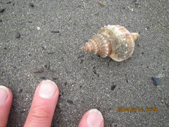 Austrofusus glans