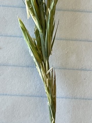 Elymus × pseudorepens