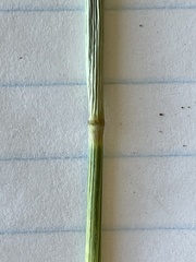 Elymus × pseudorepens