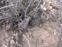 Euphorbia mammillaris