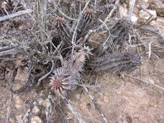 Euphorbia mammillaris