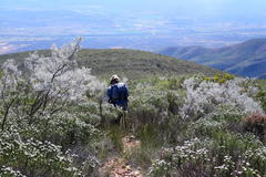 Aspalathus pedunculata