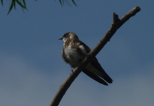 Brown-chested Martin