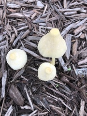 Leucocoprinus straminellus