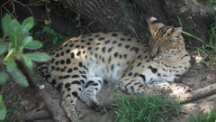 Leptailurus serval serval