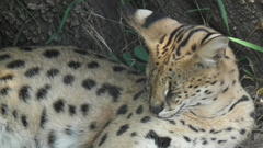 Leptailurus serval serval