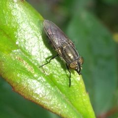 Stomorhina lunata