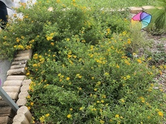 Lantana depressa