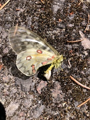 Parnassius
